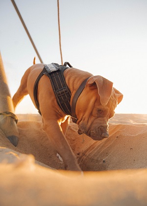 Picking the Perfect Doberman Harness: Your Furry Friend’s Stylish Comfort Zone