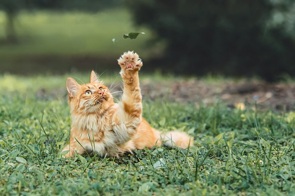 How to Help Senior Cats Enjoy Cat Kicker Toys