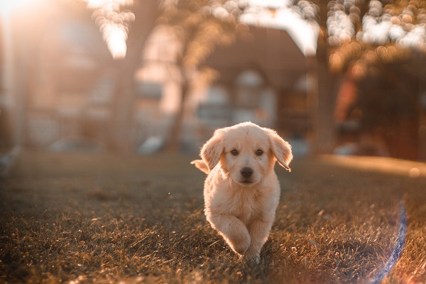 The Environmental Benefits of Dog Doorbells