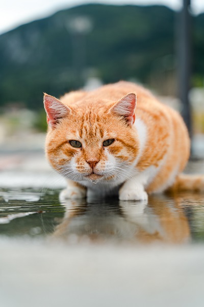 Maintenance Intervals for Cat Water Fountains: A Comprehensive Guide