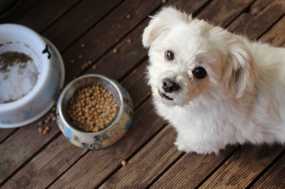 Dog Puzzle Feeders: Considerations for Effective Usage