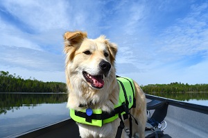 How to Craft a Dog Boat Ramp?