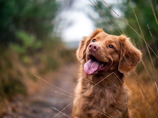 Chase Dog Toy: Make Your Dog’s Heart Healthier